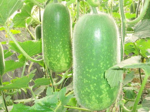 每日大赛在线吃瓜入口,在线吃瓜入口,揭秘精彩瞬间